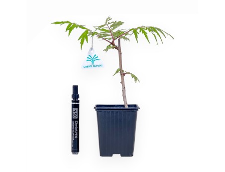 Rhus typhina ‘Fe Tiger Eyes’ bonsai %separator% %category%