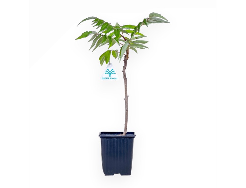 Bonsai di Rhus typhina da 38 cm %separator%%category%
