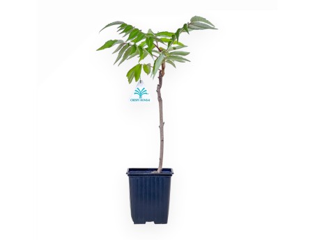 Bonsai di Rhus typhina da 38 cm %separator%%category%