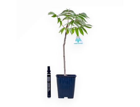 Bonsai di Rhus typhina da 38 cm %separator%%category%