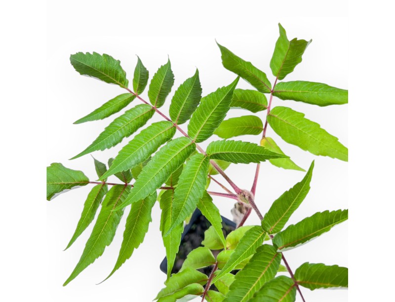 Bonsai di Rhus typhina da 38 cm %separator%%category%