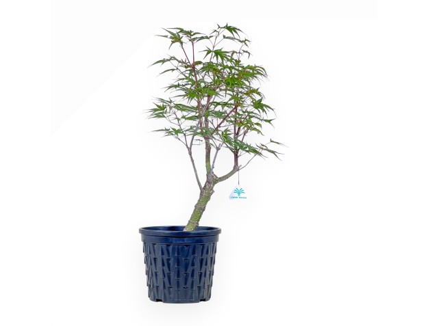 Ahorn-Bonsai %separator% %category%