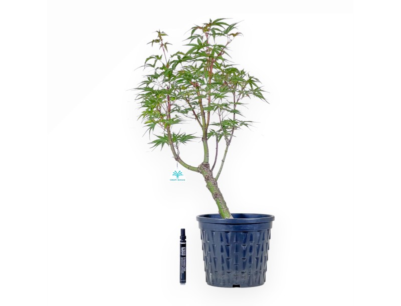 Ahorn-Bonsai %separator% %category%