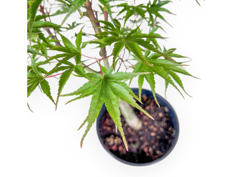 Maple bonsai %separator% %category%