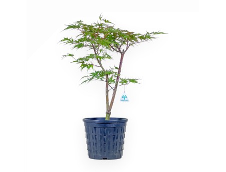 Maple bonsai %separator% %category%