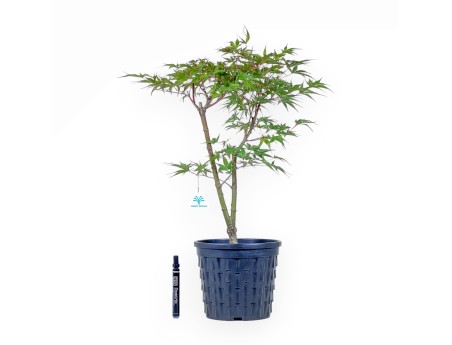 Ahorn-Bonsai %separator% %category%