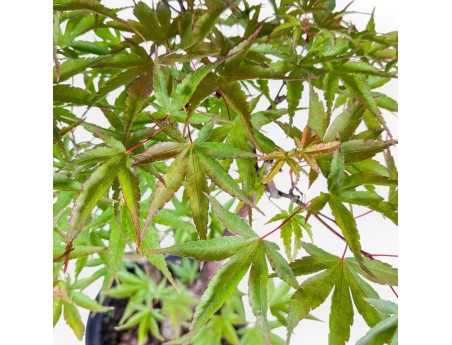 Ahorn-Bonsai %separator% %category%