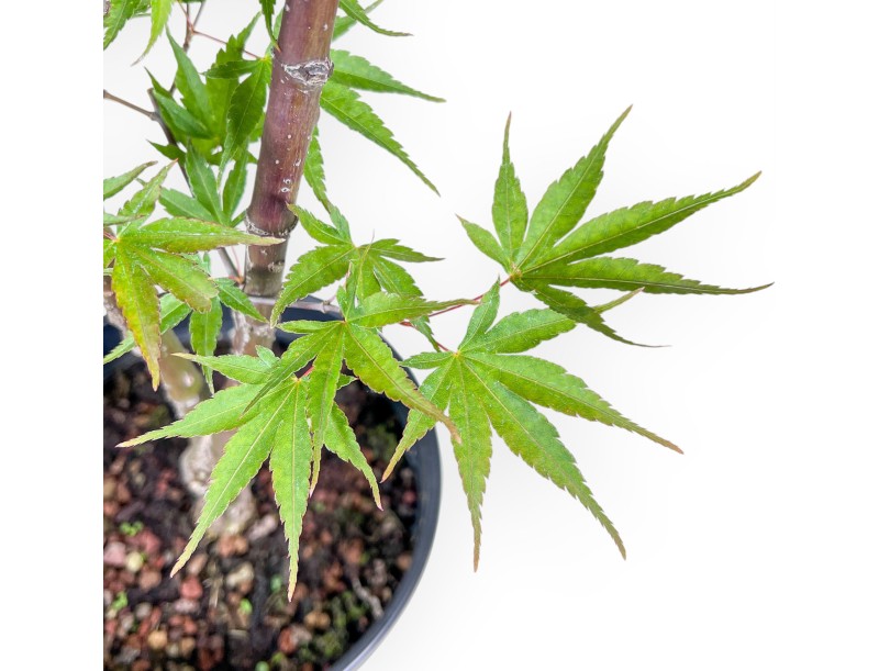Esdoornbonsai %separator% %category%