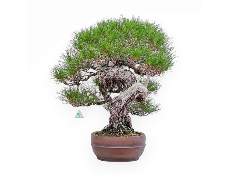 Bonsai-exemplaar van Pinus pentaphylla %separator% %category%