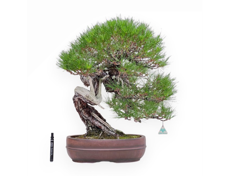 Bonsaï représentant un Pinus pentaphylla %separator% %category%