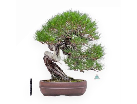 Bonsaï représentant un Pinus pentaphylla %separator% %category%