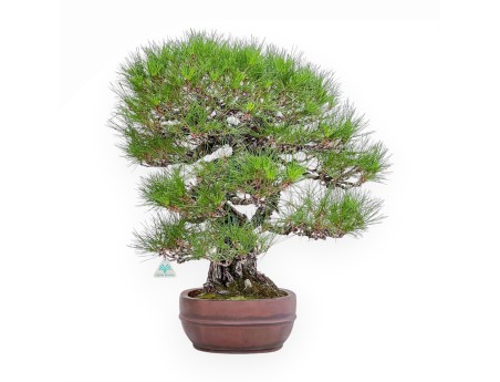 Bonsai-Exemplar der Pinus pentaphylla %separator% %category%