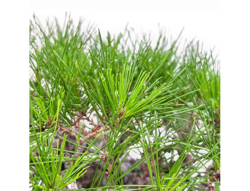 Bonsai-exemplaar van Pinus pentaphylla %separator% %category%