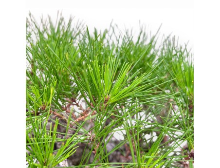 Bonsai-Exemplar der Pinus pentaphylla %separator% %category%