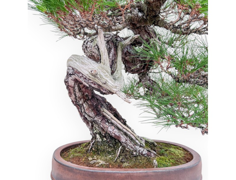 Bonsai esemplare di Pinus pentaphylla %separator% %category%
