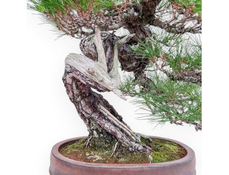 A fine example of a Pinus pentaphylla bonsai %separator% %category%