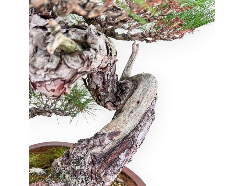 Bonsai-exemplaar van Pinus pentaphylla %separator% %category%