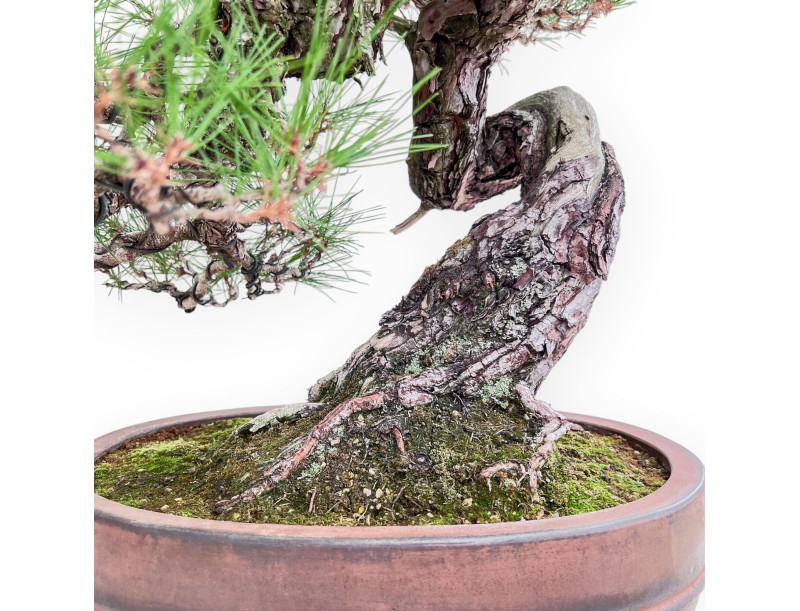 Bonsái ejemplar de Pinus pentaphylla %separator% %category%