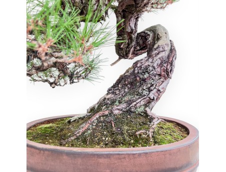 Bonsai-exemplaar van Pinus pentaphylla %separator% %category%