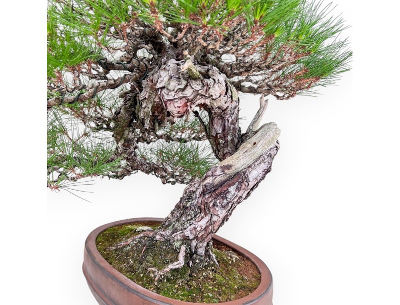 A fine example of a Pinus pentaphylla bonsai %separator% %category%