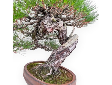 A fine example of a Pinus pentaphylla bonsai %separator% %category%