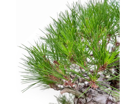 Bonsai-Exemplar der Pinus pentaphylla %separator% %category%