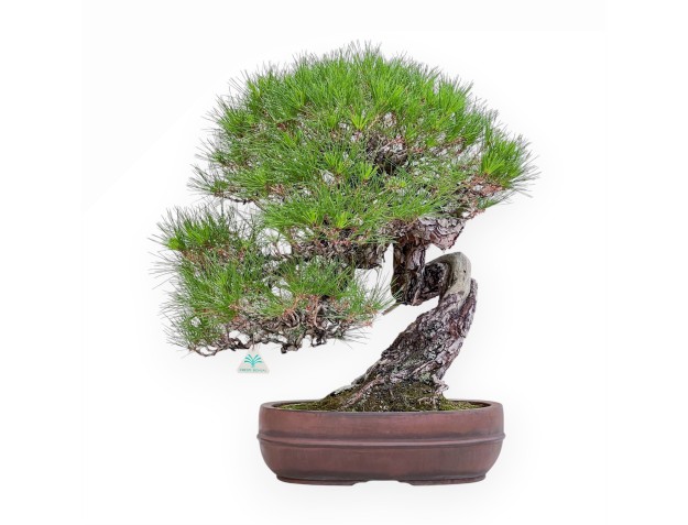Bonsái ejemplar de Pinus pentaphylla %separator% %category%