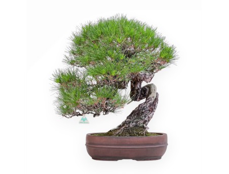 Bonsai-Exemplar der Pinus pentaphylla %separator% %category%