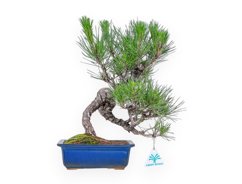 Pinus thunbergii bonsai %separator% %category%