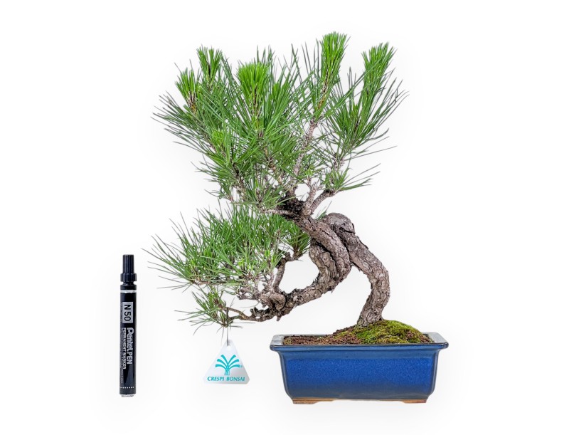Pinus thunbergii bonsai %separator% %category%