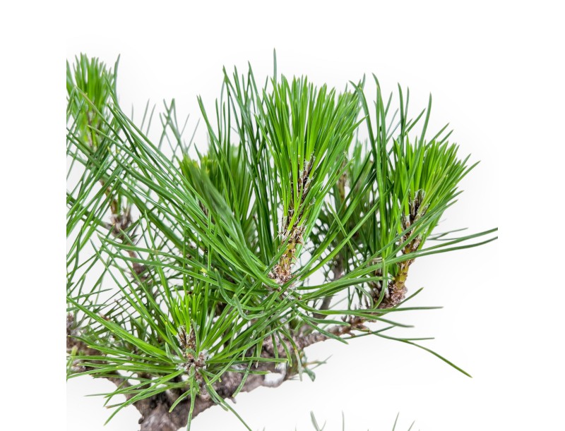 Bonsai di Pinus thunbergii %separator% %category%