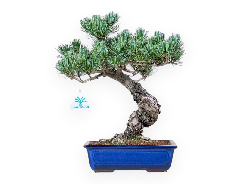 Pinus pentaphylla bonsai %separator% %category%