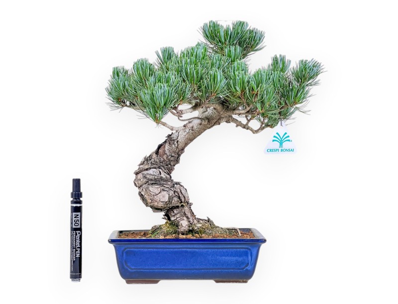 Pinus Pentaphylla-bonsai %separator% %category%