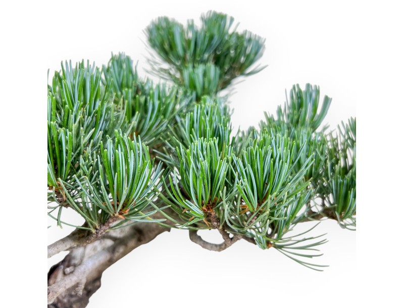 Pinus Pentaphylla-bonsai %separator% %category%