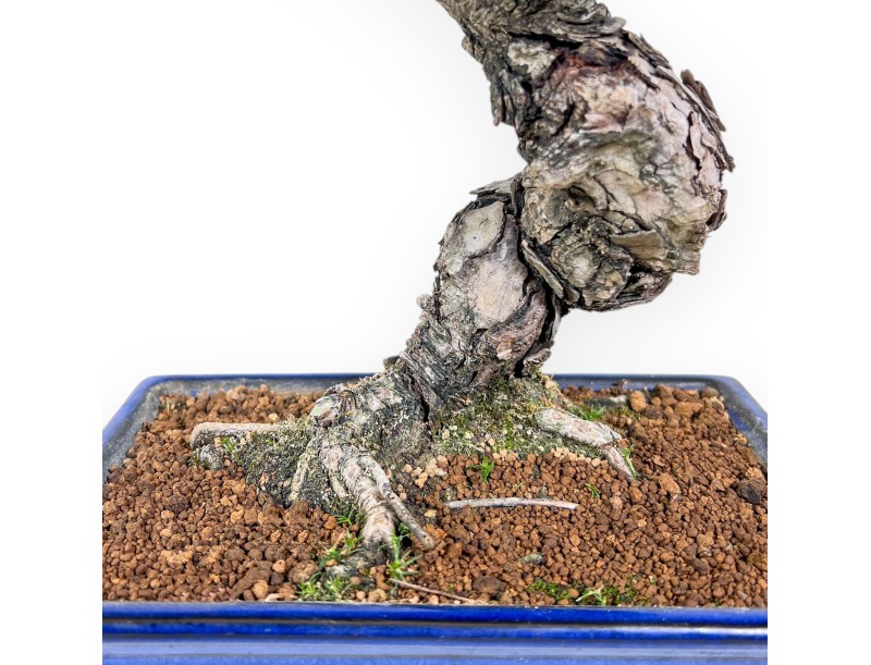 Pinus pentaphylla bonsai %separator% %category%