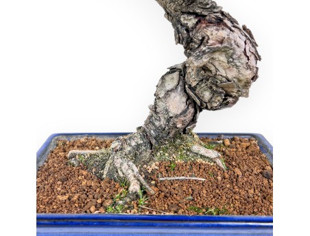 Pinus Pentaphylla-bonsai %separator% %category%