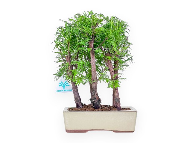 Metasequoia bonsai %separator% %category%