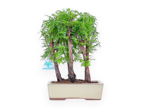 Metasequoia bonsai %separator% %category%