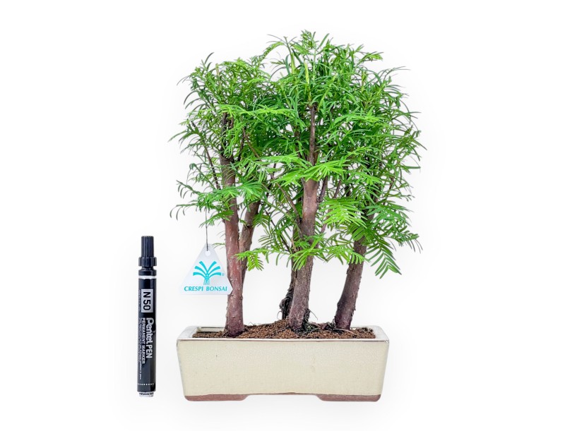 Metasequoia bonsai %separator% %category%