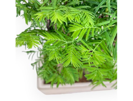 Metasequoia bonsai %separator% %category%