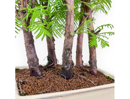 Metasequoia bonsai %separator% %category%