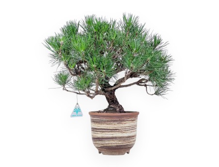 Bonsái de Pinus thunbergii %separator% %category%