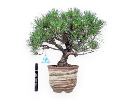 Bonsai van Pinus thunbergii %separator% %category%