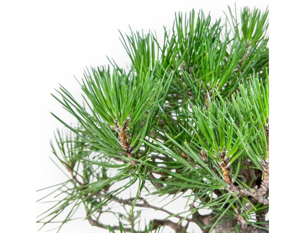 Bonsai aus Pinus thunbergii %separator% %category% 2