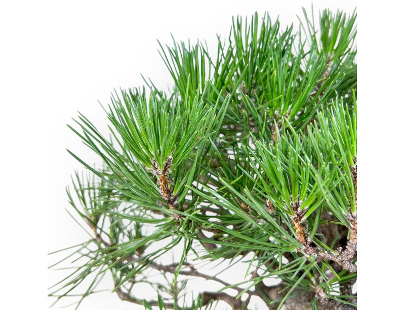 Bonsai van Pinus thunbergii %separator% %category%