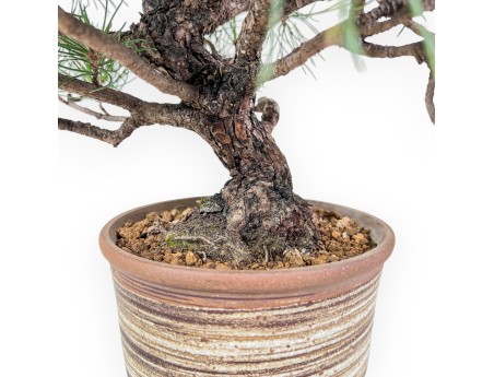 Pinus thunbergii bonsai %separator% %category%