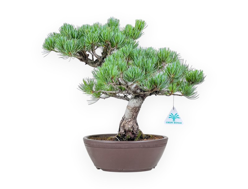 Pinus-Pentaphylla-Bonsai %separator% %category%