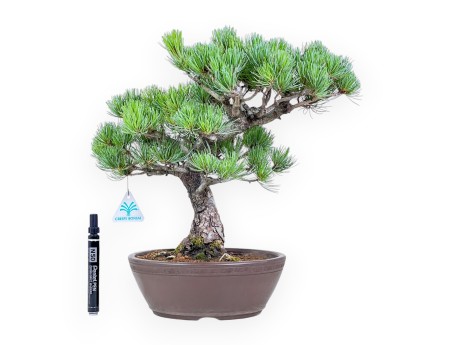 Pinus pentaphylla bonsai %separator% %category%