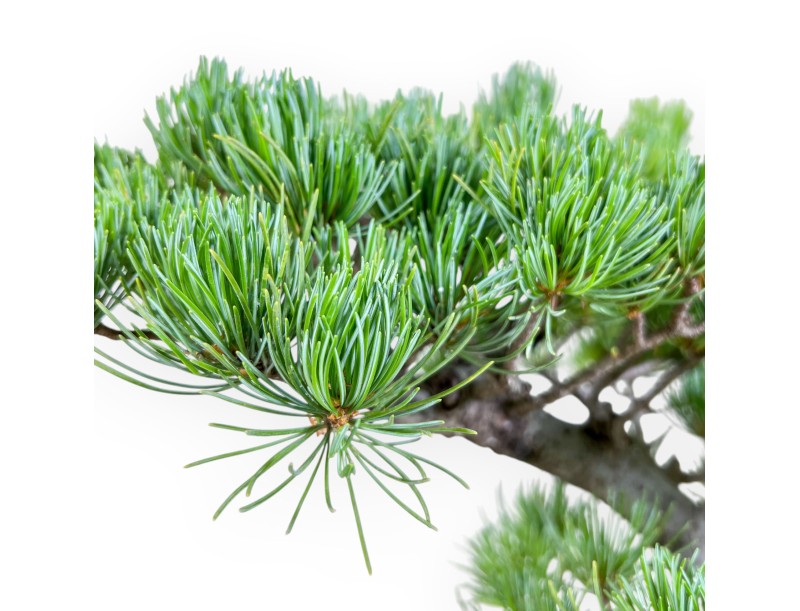 Pinus pentaphylla bonsai %separator% %category%