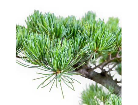 Bonsaï de Pinus pentaphylla %separator% %category%